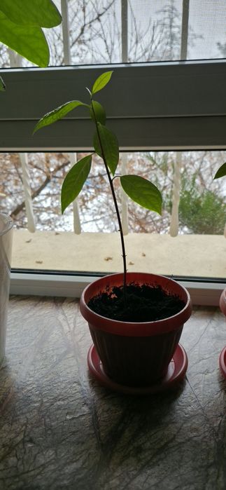 Авокадо саженцы  в горшках