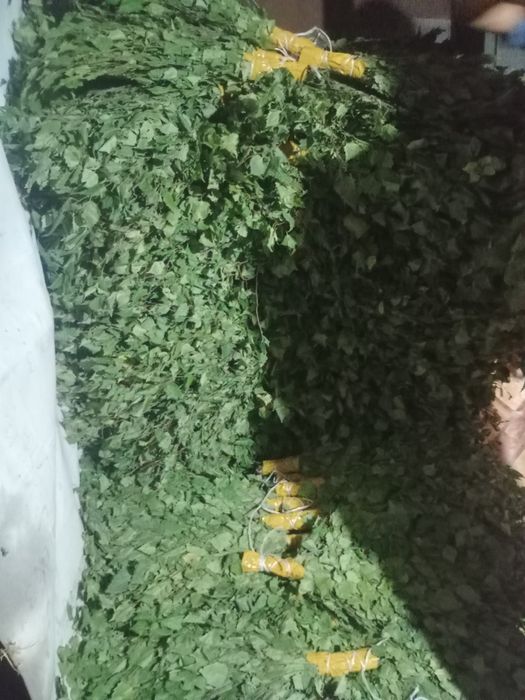 березовые веники продам