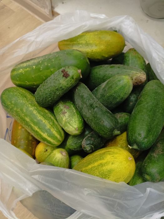 Продам огурцы домашние
