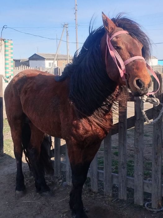 Жылқы сатылады қазақи