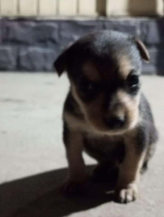 Отдам даром щенки