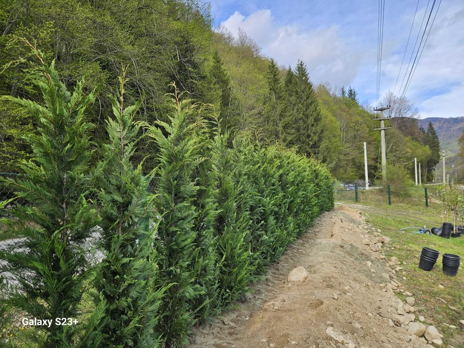 Chiparos Leylandii pentru Gard Viu Des - Transport și Plantare