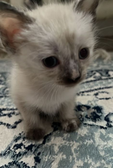 Нгиметова Ариана Ринатқызы