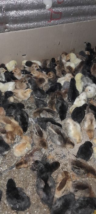 Продажа домашних цыплят