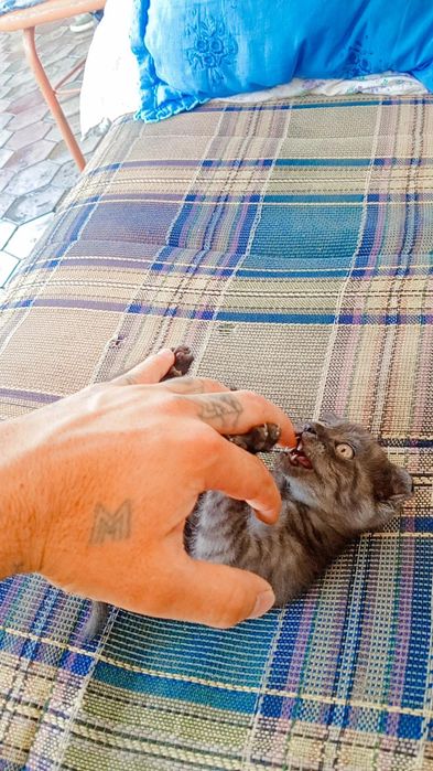 100/garantiya emlamalari boʻlgan uy mushugi juda aqili oʻyinqaroq