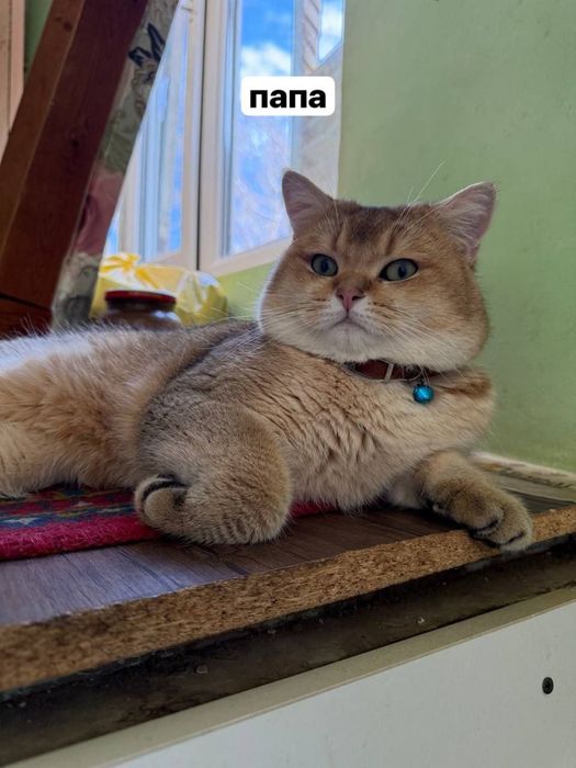 котенок породистый чирчик