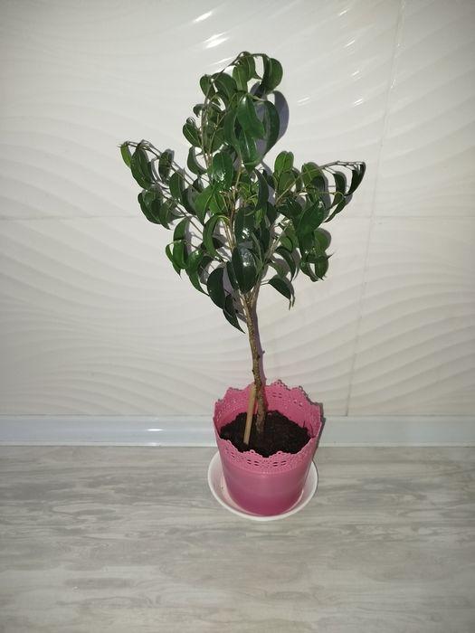 Fikus Benjamin varigatniy