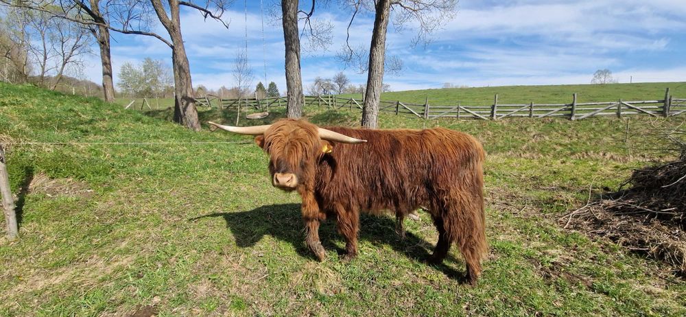 Taur scotian, rasa highland