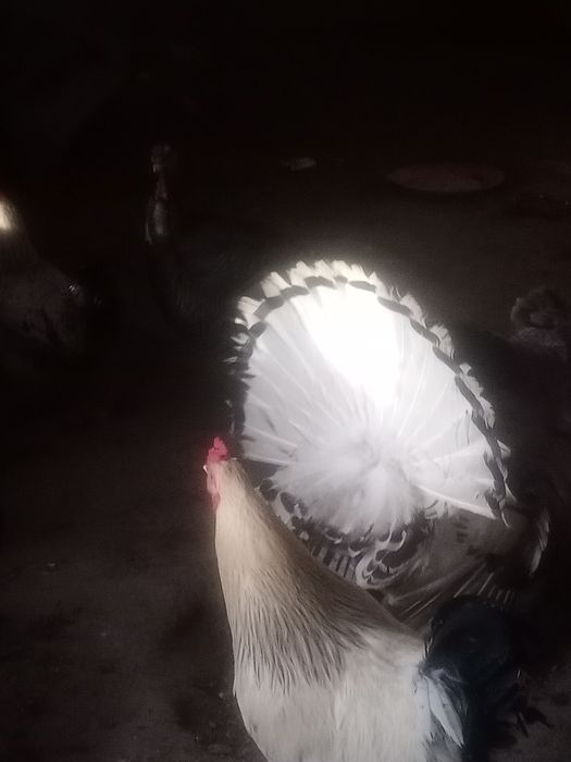 Үндік бір мекен 1 қораз