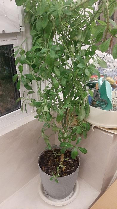 Комнатные растения