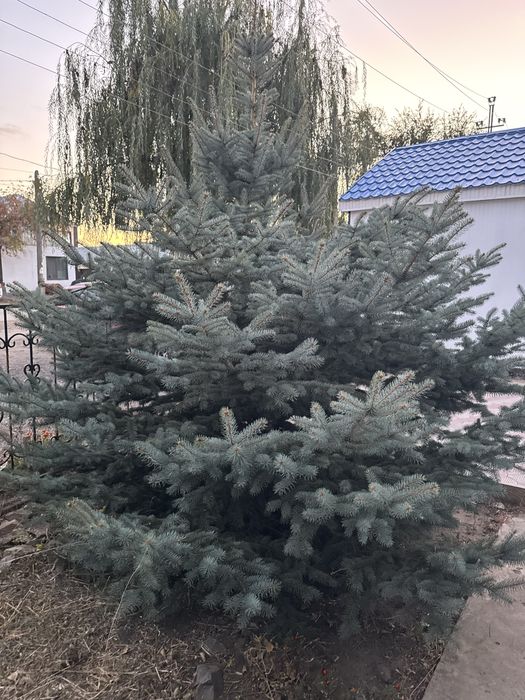 Продам елку, одна из них голубая