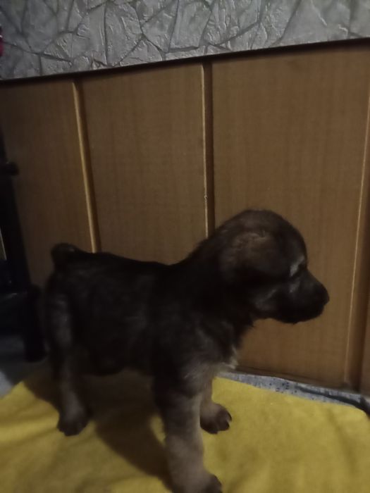 Щенок. Примерно 2 месяца, мальчик