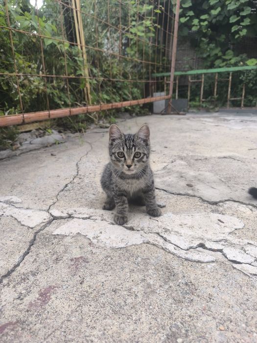 Милые котята ищут добрых хозяев