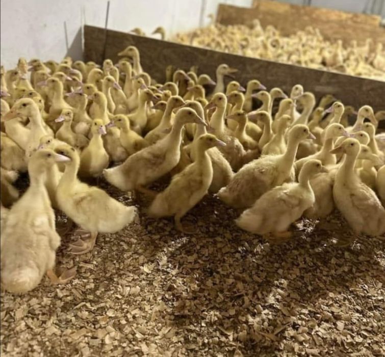 Rate,pui alb de carne/rasa mixta,bibilici,gaini,curcani.