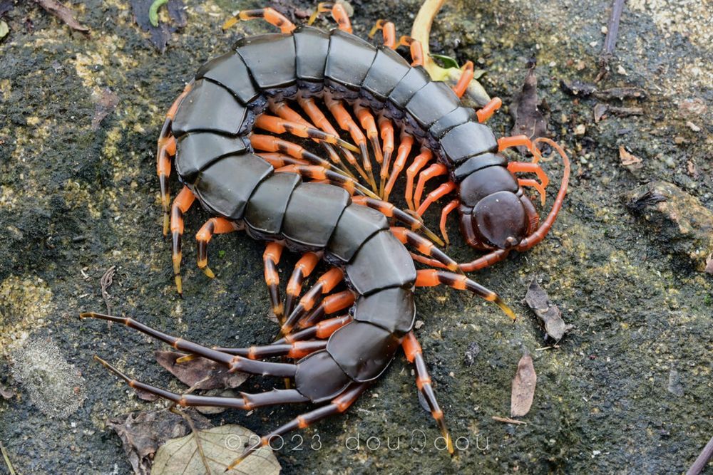 Сколопендра hainanum