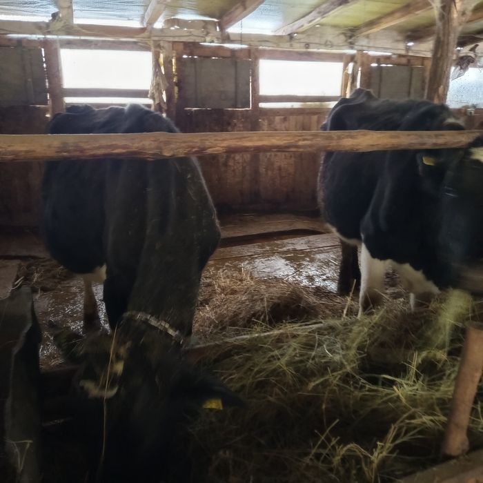 Vaci Holstein de vanzare