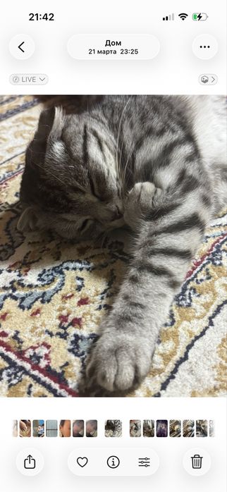 Продается домашний кот (кошка).