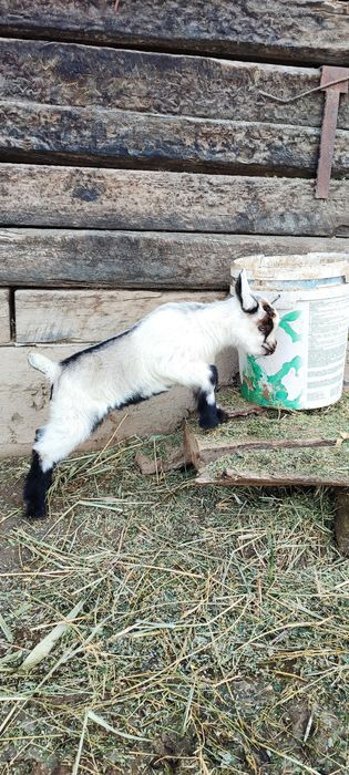 Альпийский козлик теке лақ козлята