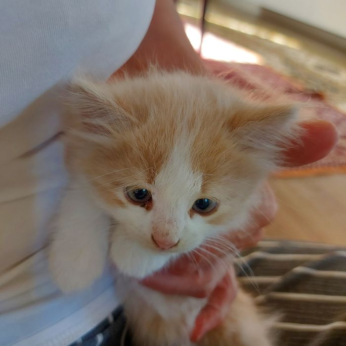 Котёнок-девочка  в добрые руки