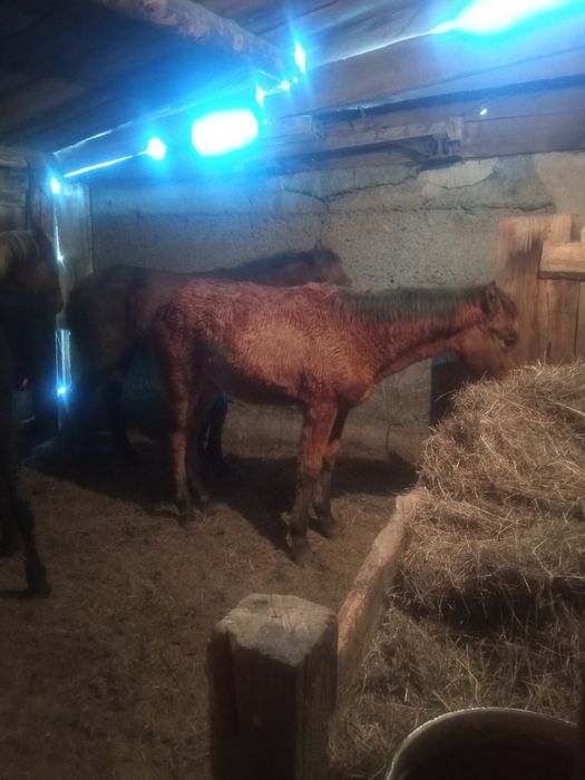 Продам жеребчиков