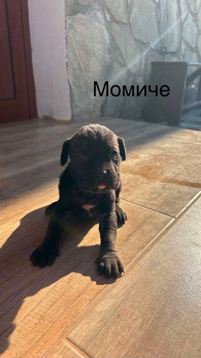Кучета Кане Корсо