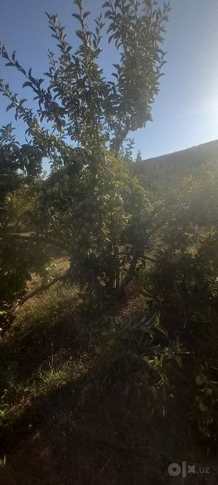Olma sifati yaxshi narxini telda kelishamiz