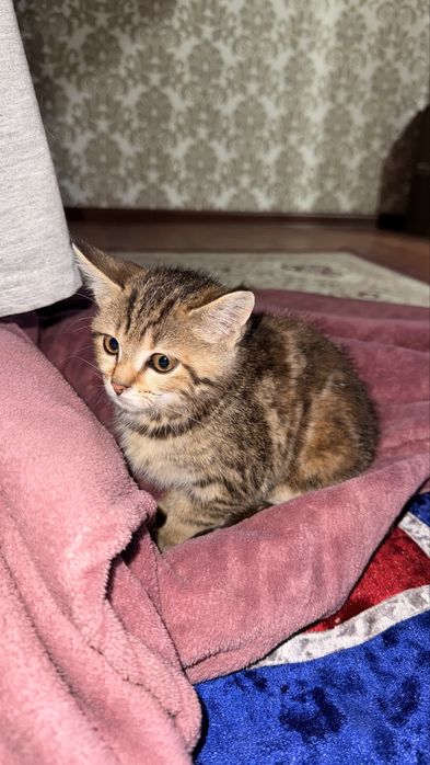 Котенок 3 месяцеы