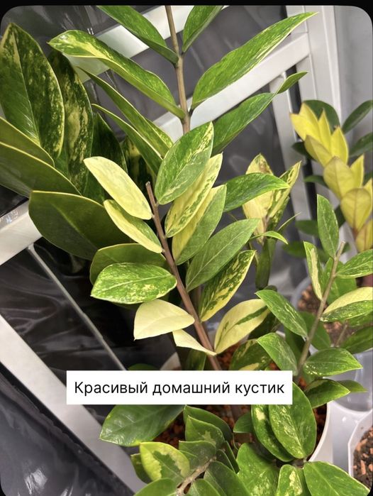 Замиокулькас шорт лив вариегатный