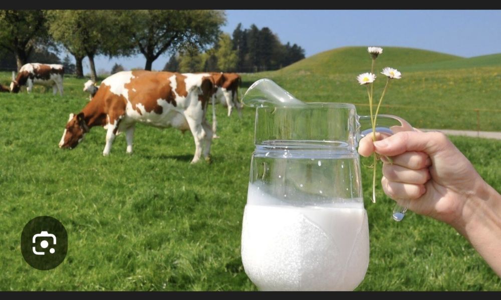 Vând lapte de vaca