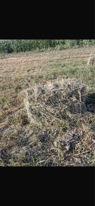 Шоп сатылады продается сено