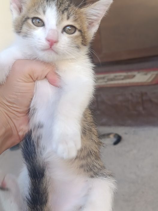 Mushukchalar hadyaga beriladi
