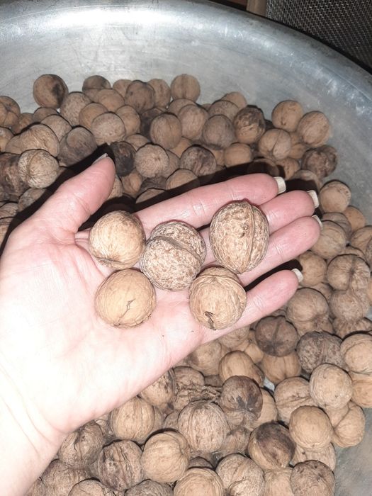 Грецкий орех Дачный