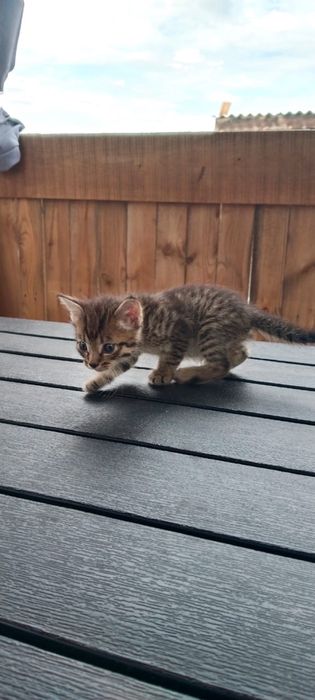 Отдам котят в хорошие руки
