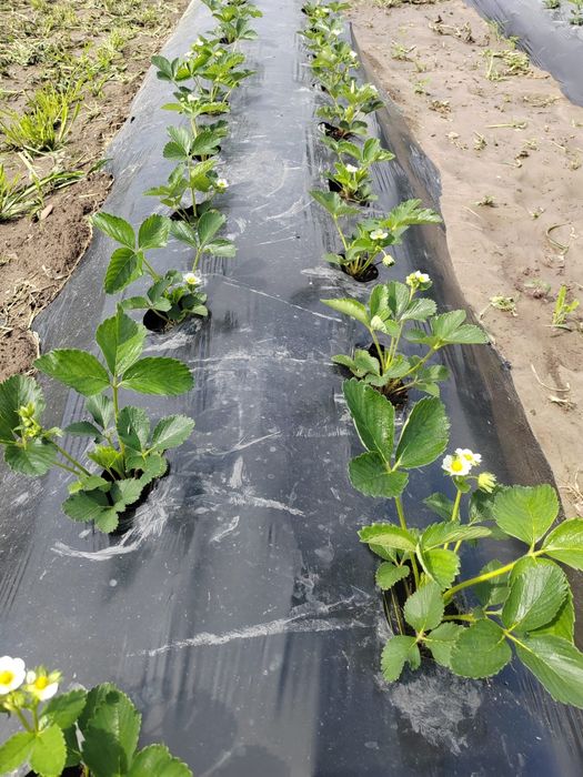 Vând Stoloni de Capsuni* ALBION *