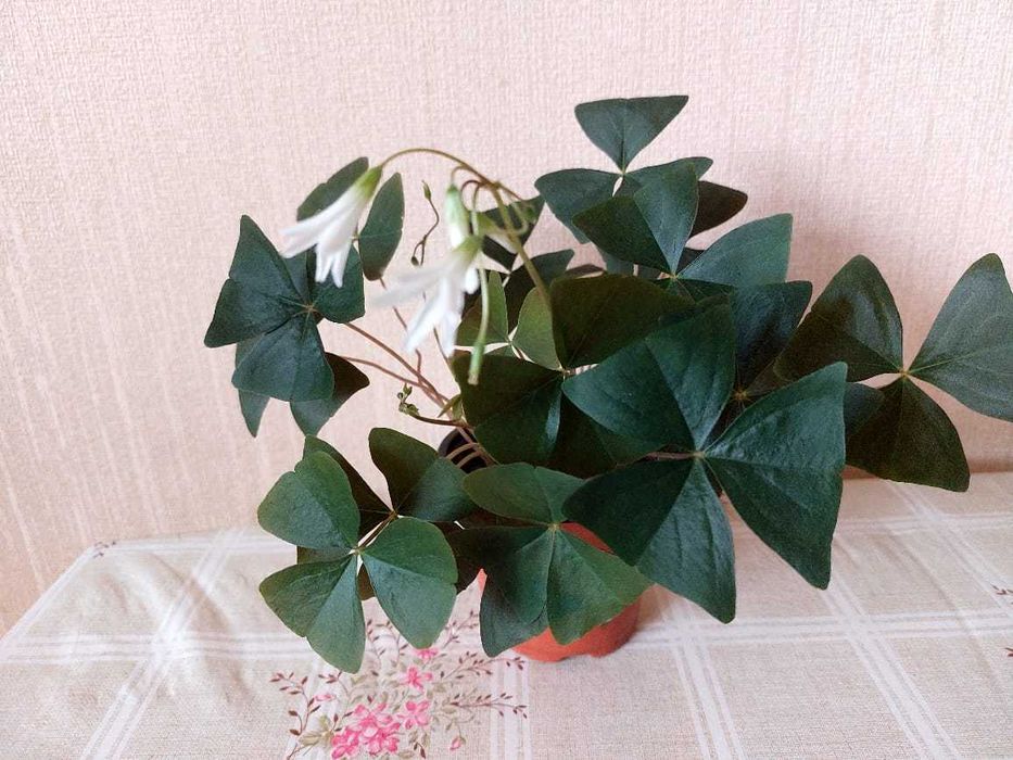 Продам комнатные растения