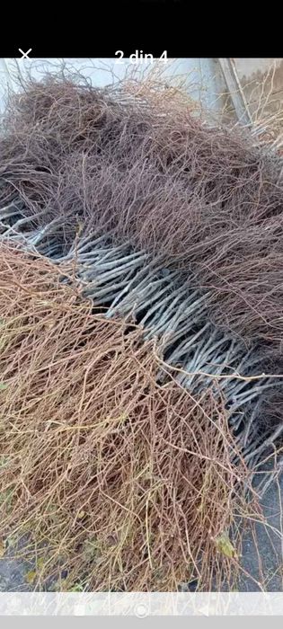 Butașii vita de vie