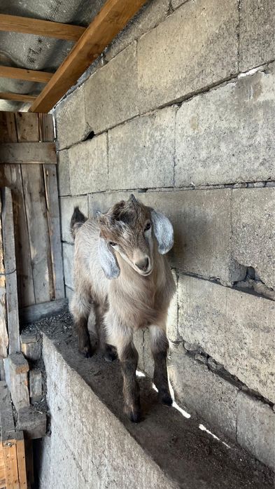 ешкі екі лағымен