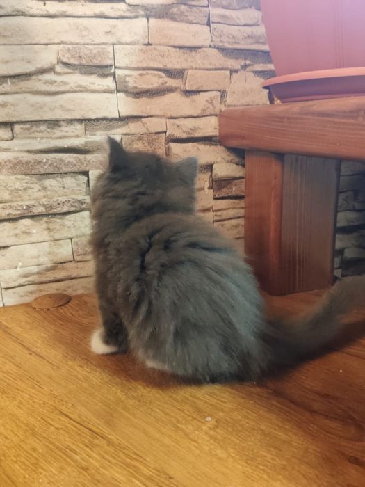 Котенок(мальчик) ищет хозяина
