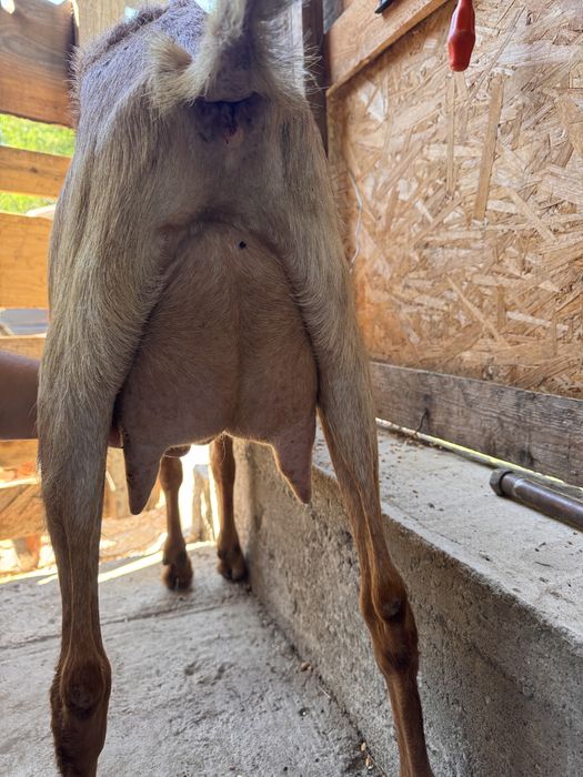 Capra anglonubian