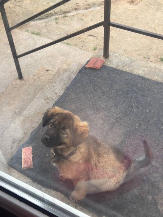 Kuchuk Jaydari zvonok Qiz bola