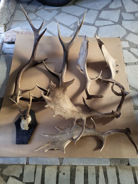 Продавам рога от срандак и лопатар