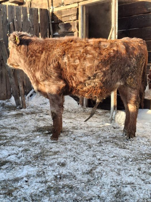 Бычки на откорм, 3 головы.