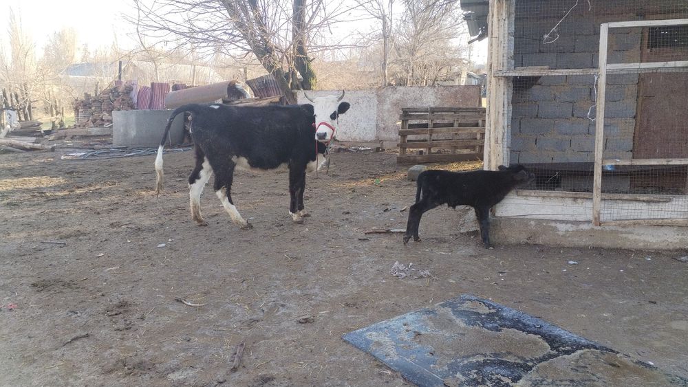 1 жасар құнажын мен ұрғашы бұзау