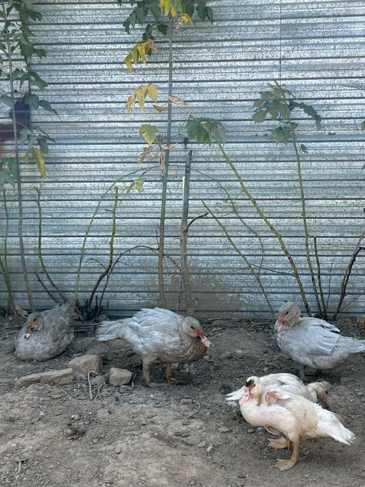 Продам индаутка лаванда