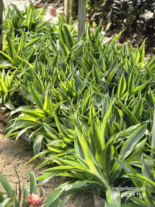 Комнатные растения Hona va ofis uchun gullar