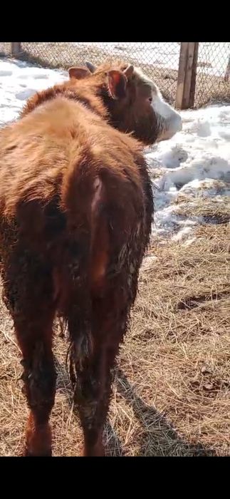 Тай бұқа сатылады 330