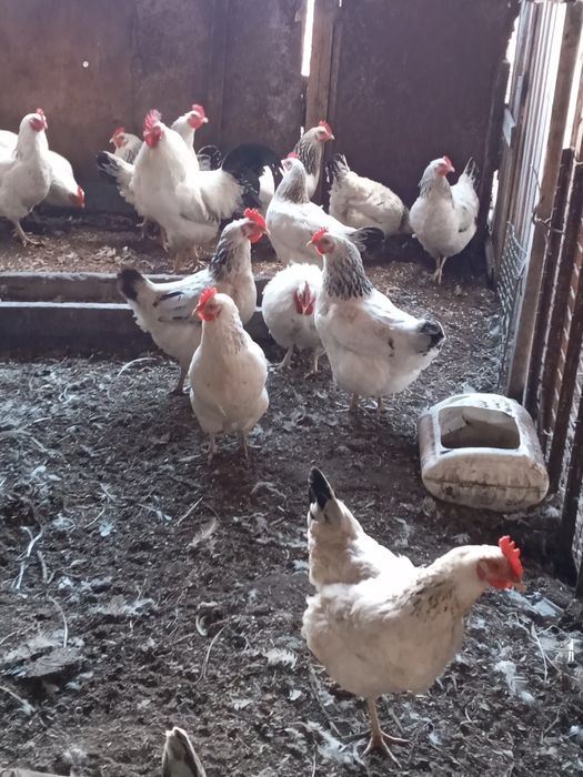 Куры-несушки. Куры домашние.