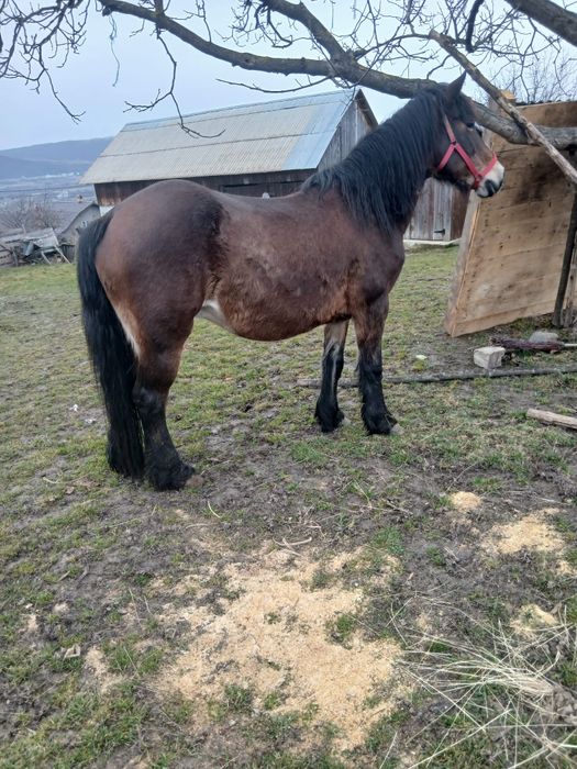 Iapă de vânzare bună de ham