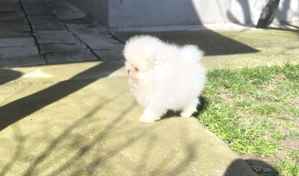 Померанчета мини,мини