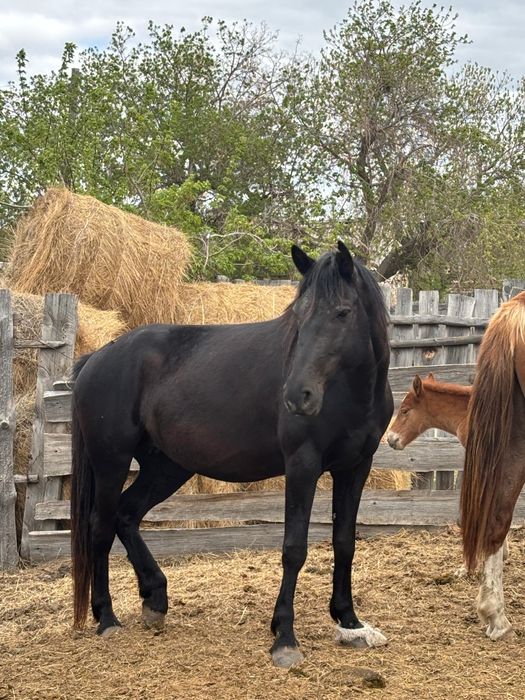 Кысыр бие сатамын немесе айырбастаймын машинага